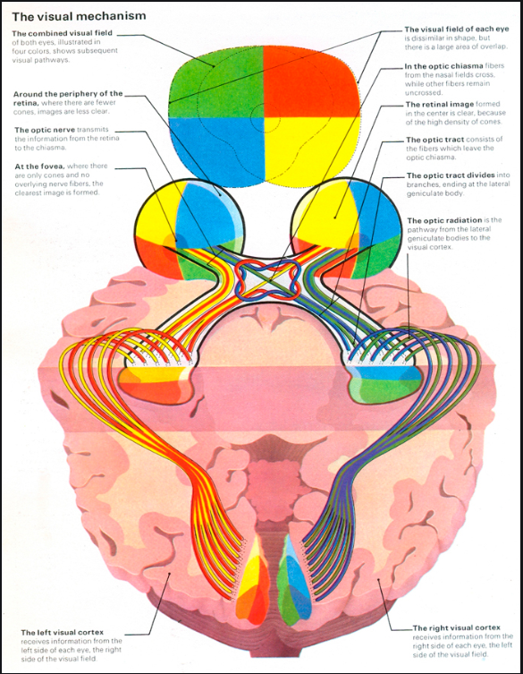 VF path